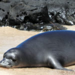 Monk seal found dead on Molokai